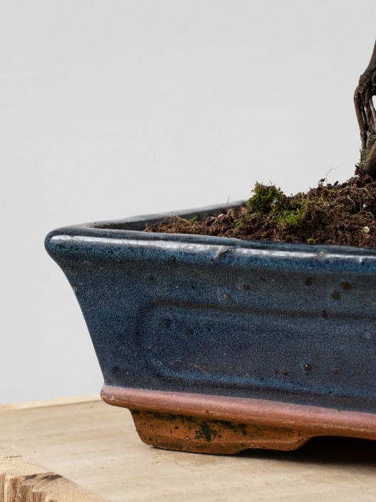 Bonsai Ciruelo dulce chino (Sageretia theezans)