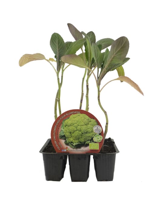 Coliflor verde - Planta de huerto