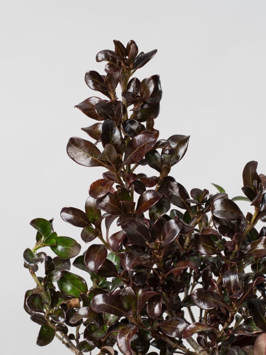 Coprosma 'Chocolate Soldier'