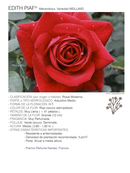Rosal Edith Piaf®