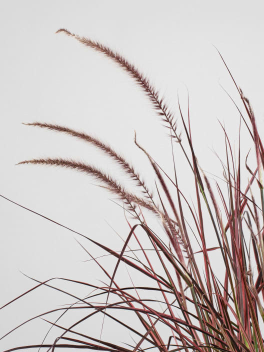 Gramínea Pennisetum 'Fireworks'