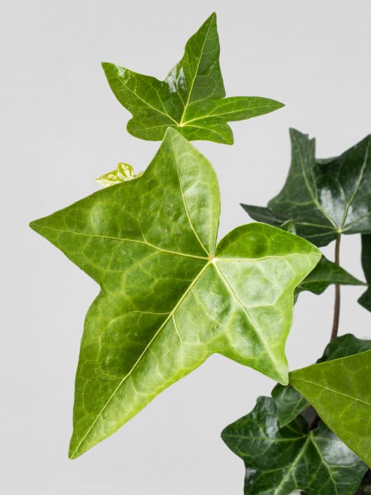 Hedera hibernica (Hiedra de Irlanda)