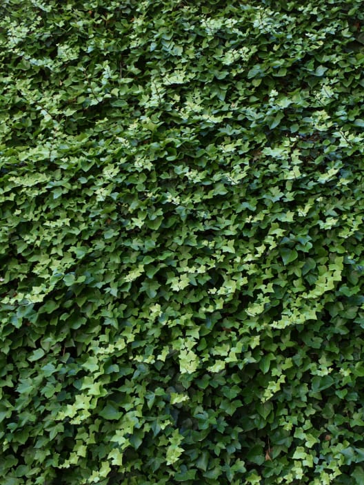Hedera hibernica (Hiedra de Irlanda)
