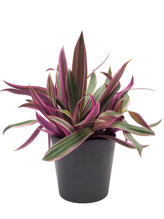 Tradescantia zebrina 'Purple passion'
