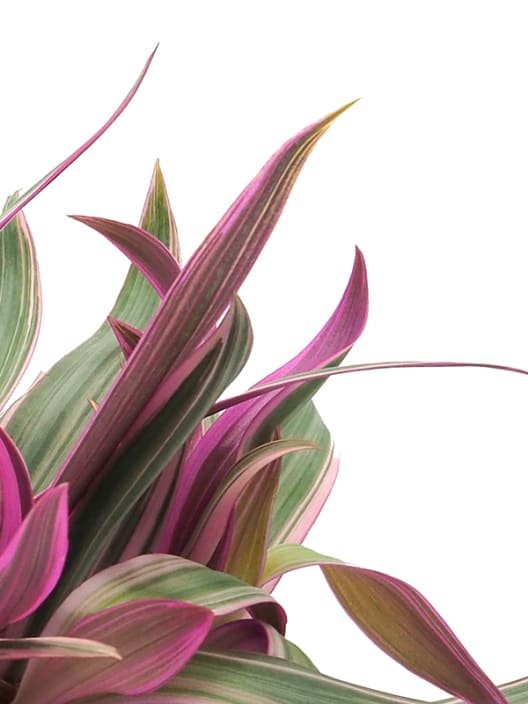 Tradescantia zebrina 'Purple passion'