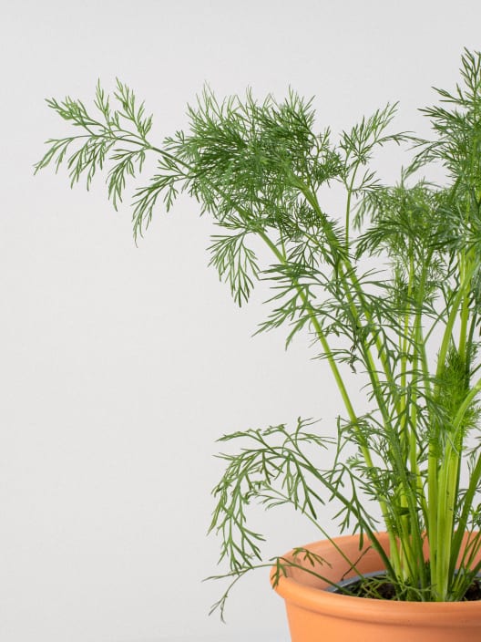 Eneldo (Anethum graveolens) - Planta aromática