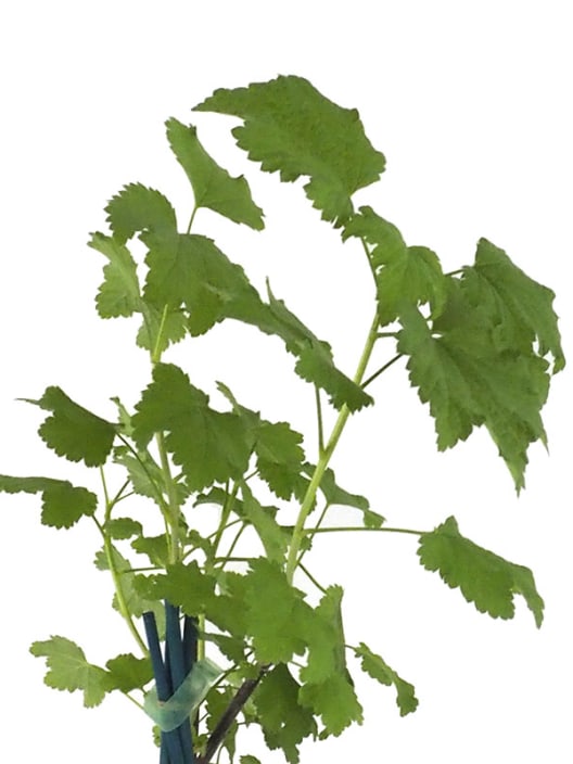 Grosellero (ribes rubrum cerise blanche)