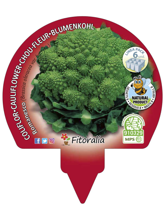 Coliflor Romanesco - Planta de huerto