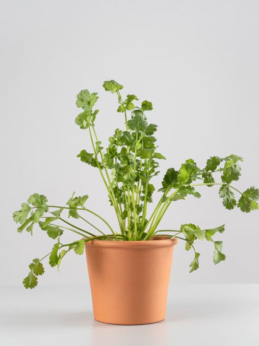 Cilantro (coriandrum sativum) - Planta aromática