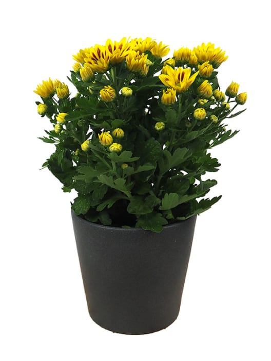 Chrysanthemum 'Rainbow Lake Worth'