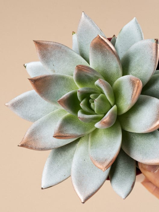 Echeveria 'Miranda' de colores