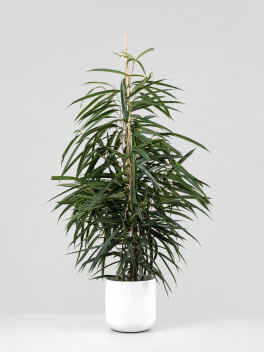 Ficus 'Alii'