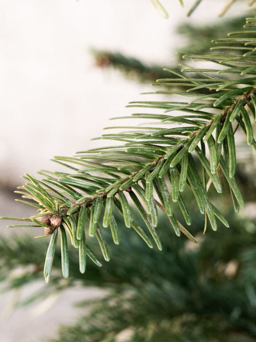 Árbol de Navidad Natural Nordmanniana (cortado)