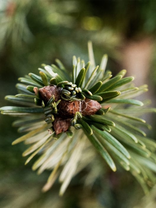 Árbol de Navidad Natural Nordmanniana (cortado)