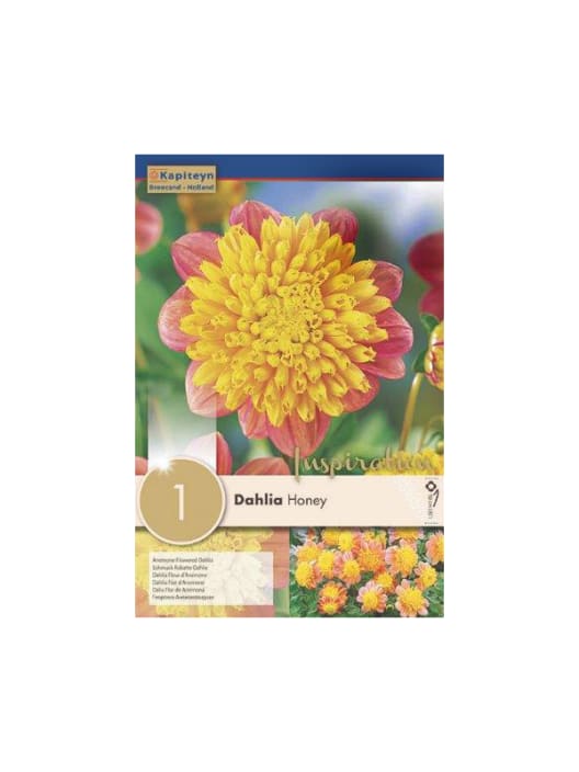 Bulbos de Dahlia 'Honey'