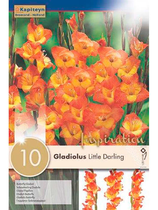 Bolsa 10 bulbos gladiolus butterfly /little darling