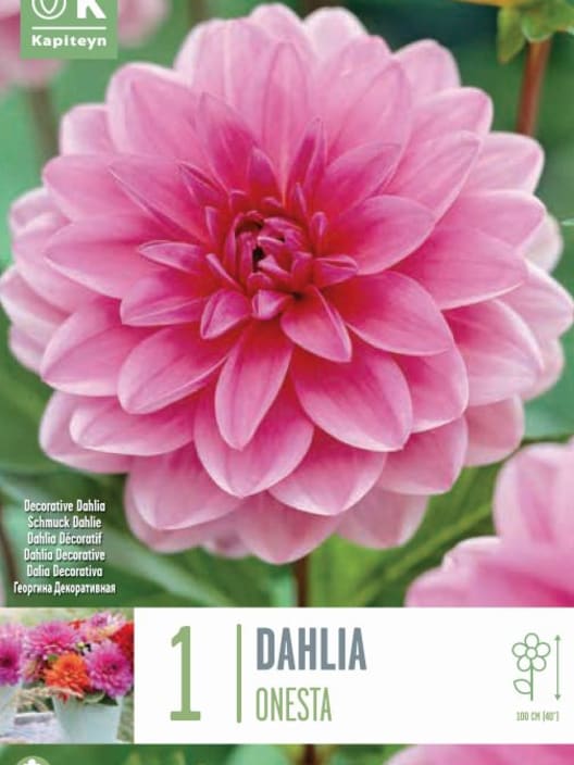 Bulbos de Dahlia 'Onesta'