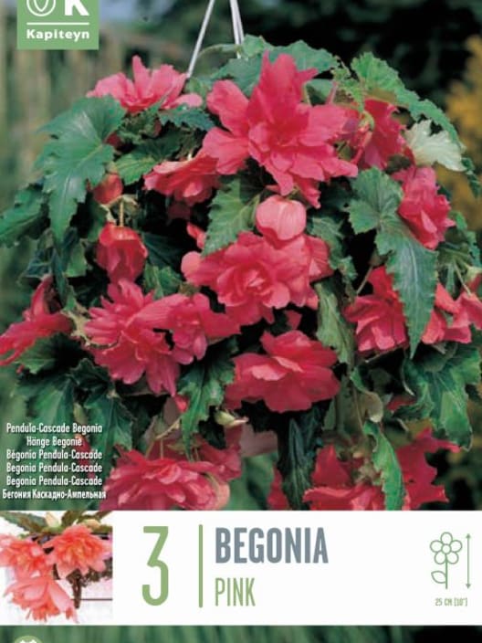 Bolsa 3 bulbos begonia pendula cascade rosa