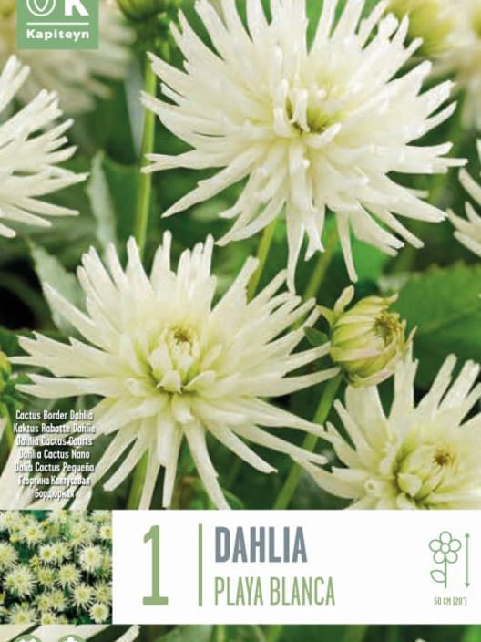 Bulbos de Dahlia 'Playa Blanca'