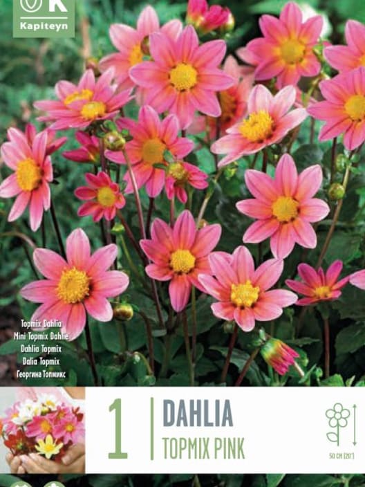 Bulbos de Dahlia 'Topxmix Pink'