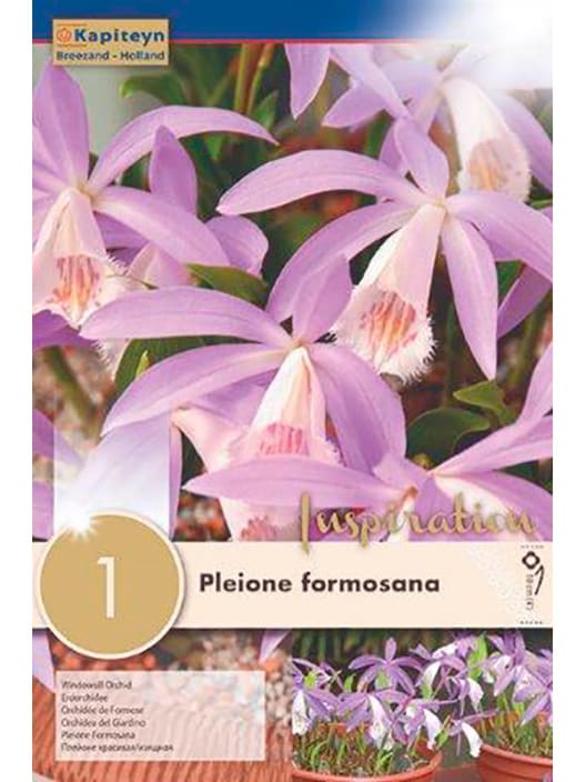 1 bulbo pleione formosana