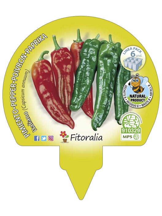 Pimiento italiano - Pack de 6 plantas de huerto