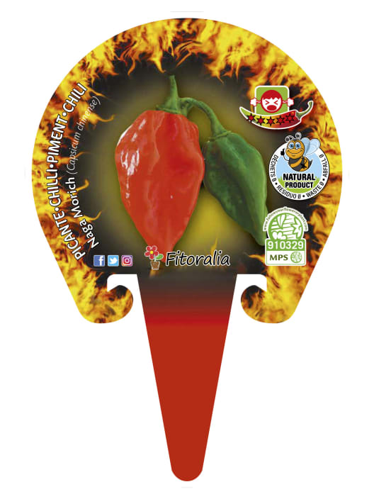 Pimiento Muy Picante 'Naga Morich' rojo - Planta de huerto