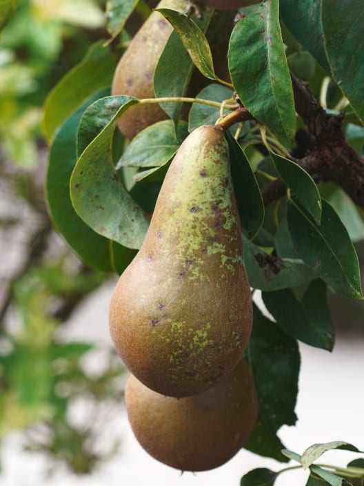 Peral enano (Pyrus communis nana)