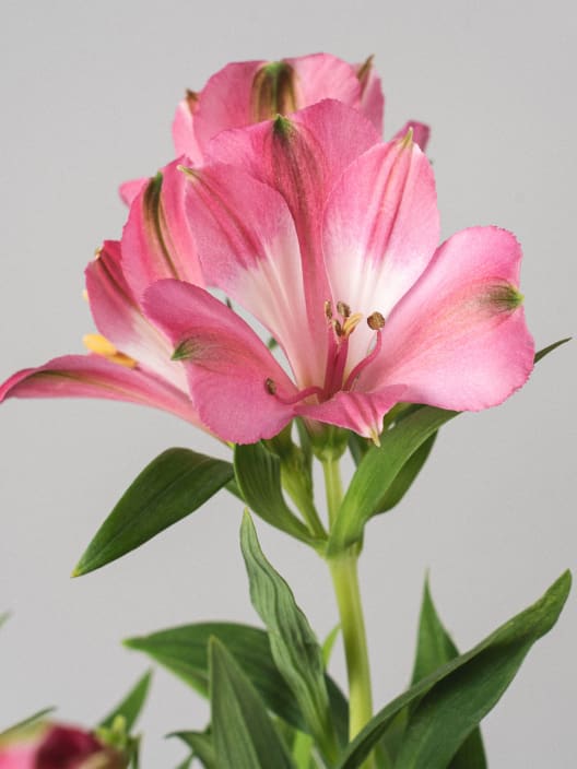 Alstroemeria