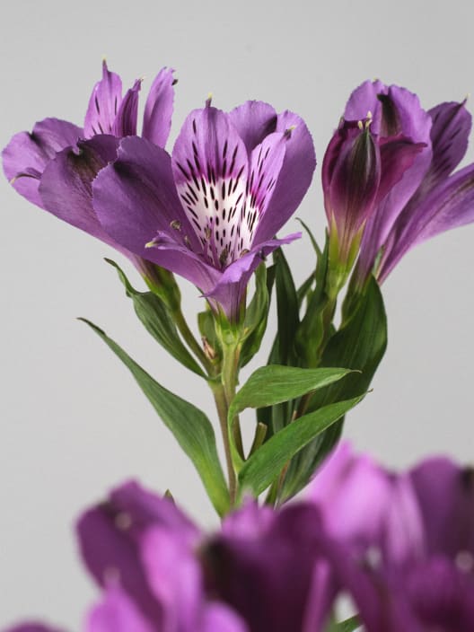 Alstroemeria (colores variados)