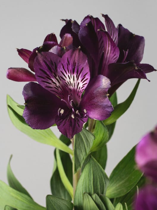 Alstroemeria