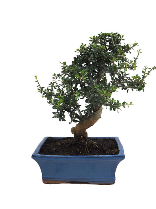 Bonsai Olivo silvestre (Olea oleaster)