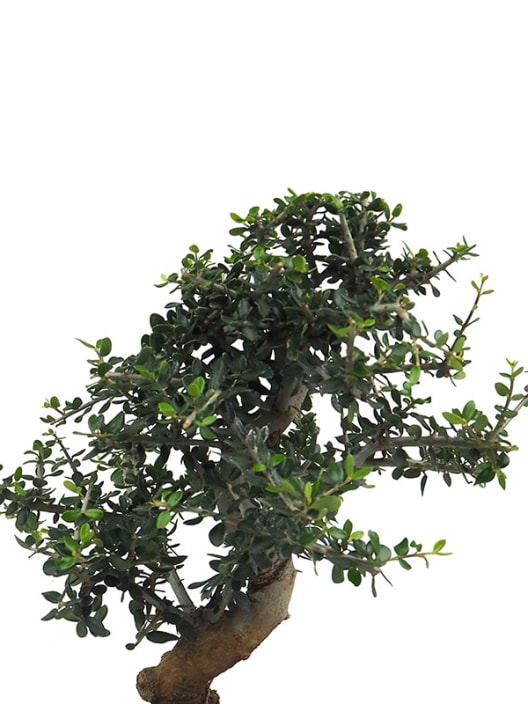 Bonsai Olivo silvestre (Olea oleaster)