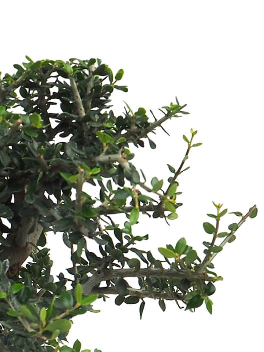 Bonsai Olivo silvestre (Olea oleaster)