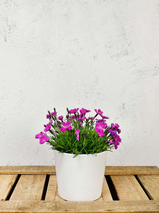 Clavel - Dianthus superbus 'Kahori'