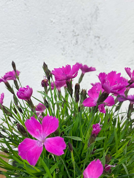 Clavel - Dianthus superbus 'Kahori'