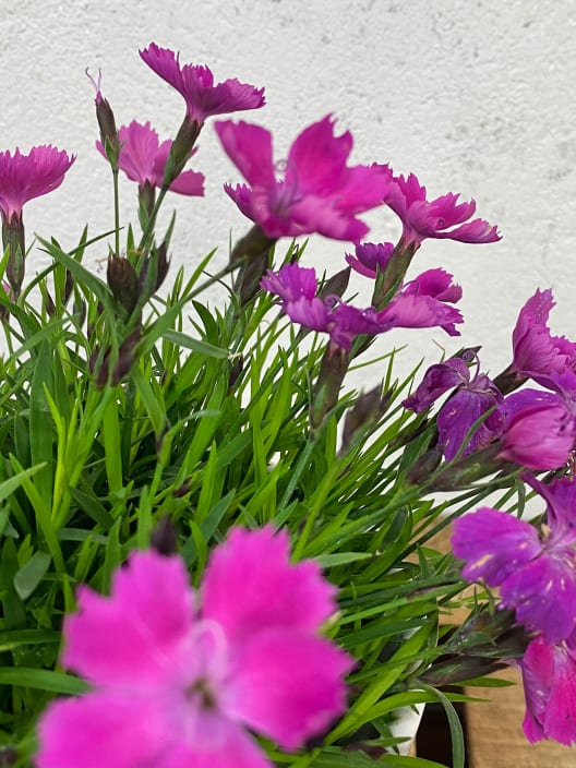 Clavel - Dianthus superbus 'Kahori'