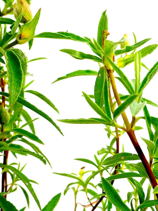 Jara (cistus x purpureus "alan fradd")