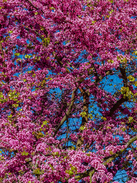 Cercis siliquastrum (Árbol del amor)