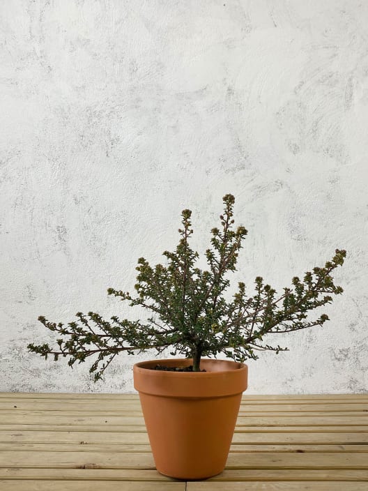 Ceanothus puget blue