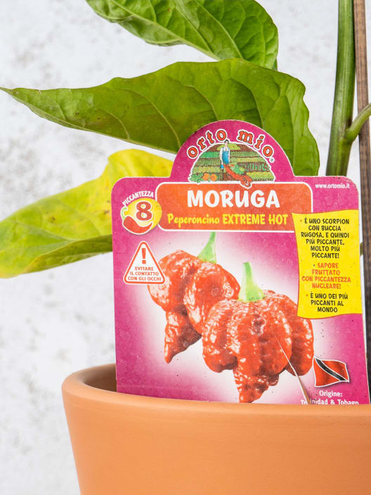 Pimiento Muy Picante Moruga scorpion rojo - Planta de huerto