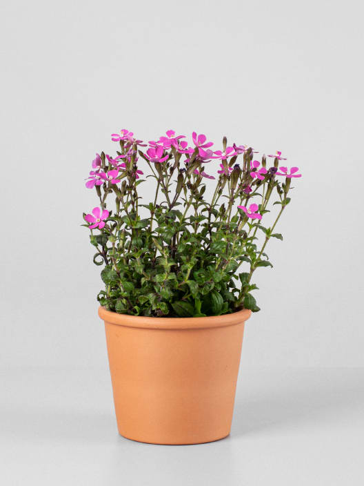 Silene pseudoatocion