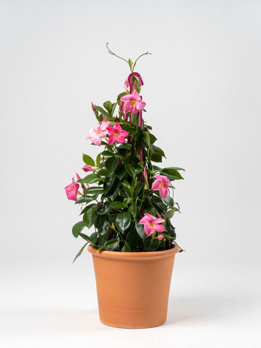 Dipladenia Mandevilla (pirámide)