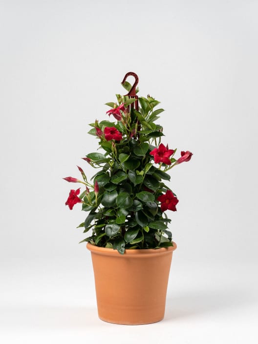 Dipladenia Mandevilla (pirámide)