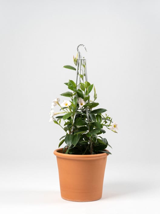 Dipladenia Mandevilla (pirámide)