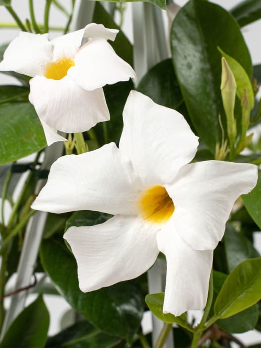 Dipladenia Mandevilla (pirámide)