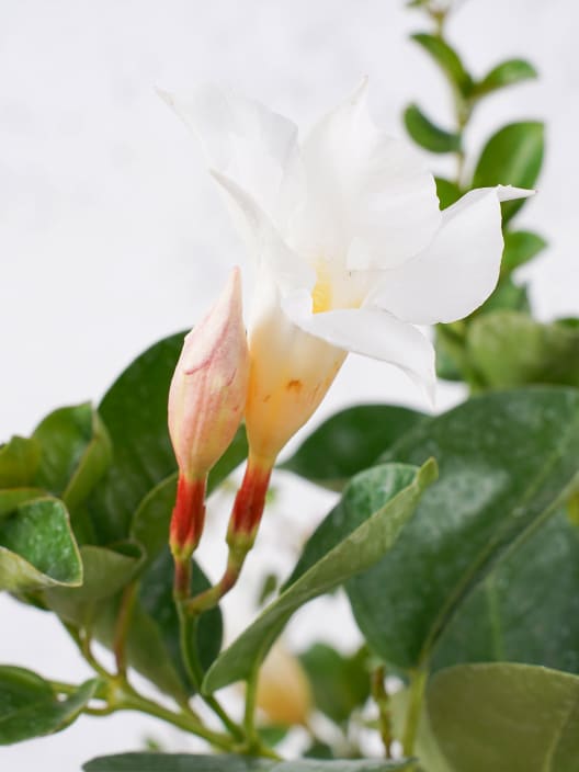 Dipladenia Mandevilla (pirámide)