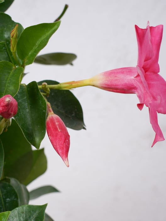 Dipladenia Mandevilla (pirámide)