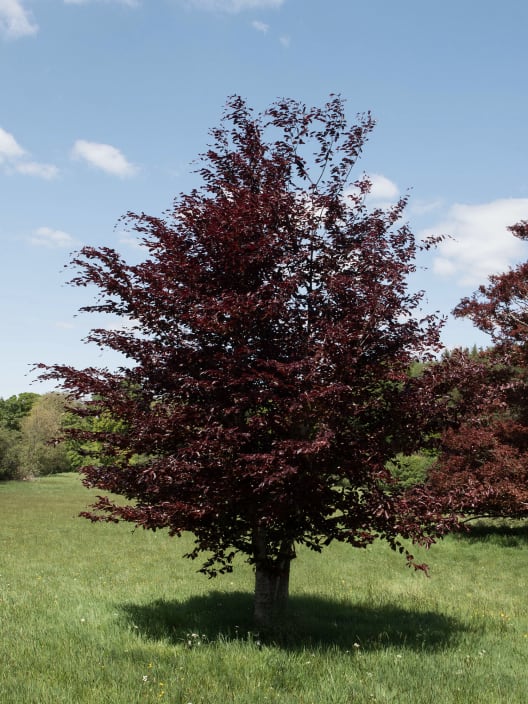 Fagus sylvatica 'Atropurpurea' (Haya)