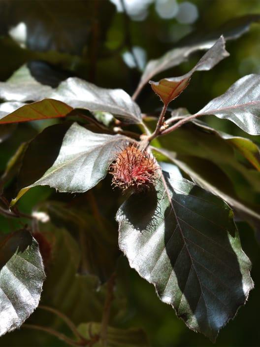 Fagus sylvatica 'Atropurpurea' (Haya)